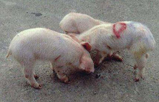 多肽保健养猪